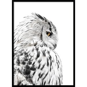 Kép 50x70 cm Owl – Styler