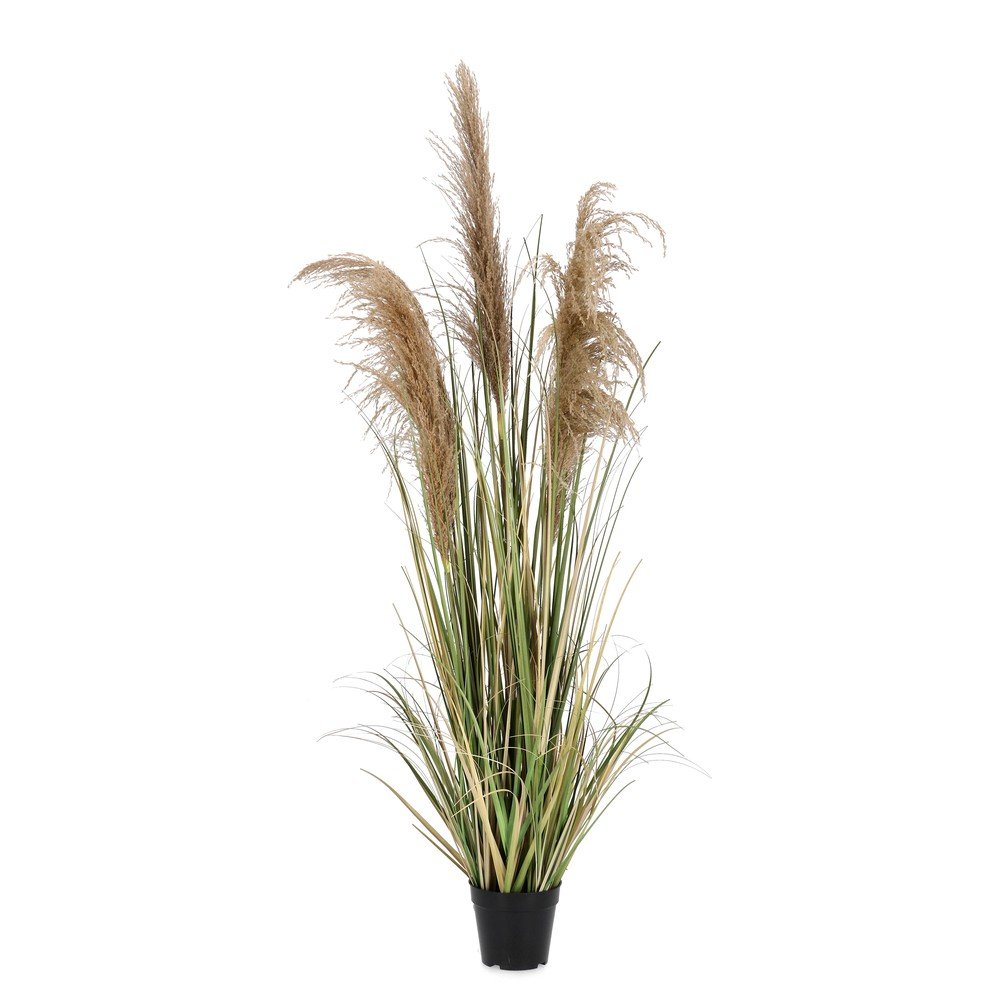 Műnövény (magasság 145 cm) Austorderia – Bizzotto