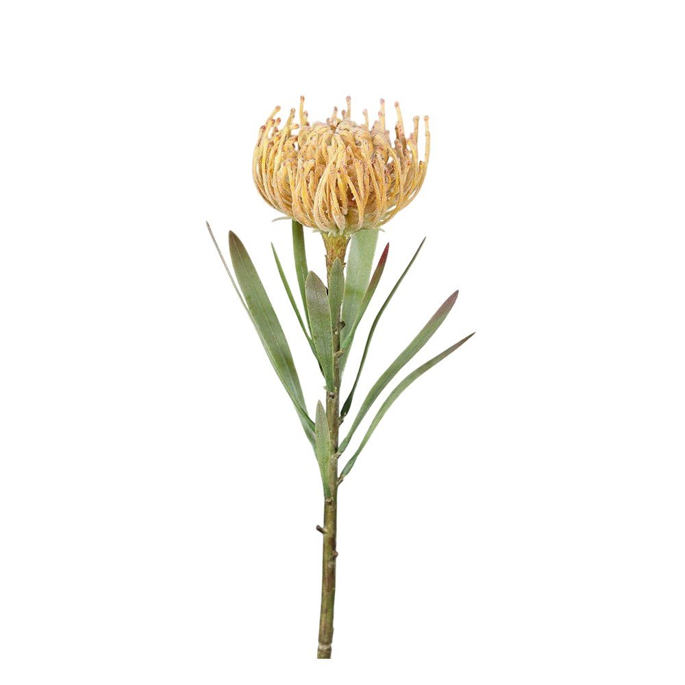 Művirág (magasság 43 cm) Protea – Ego Dekor